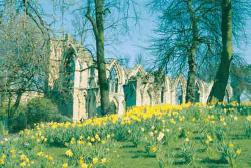 St. Marys Abbey - Museum Gardens